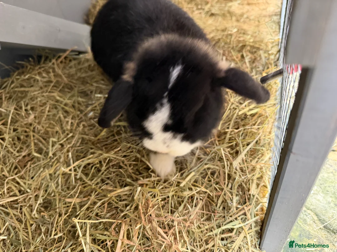 Mini Lop rabbits for sale: Beautiful mini loop in Bradford - Advert 5