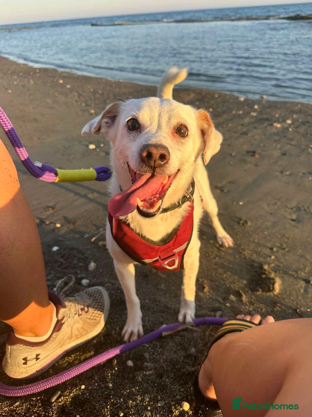 Mixed Breed dogs for adoption: Sweet senior Bobby looking for his golden basket - Advert 3