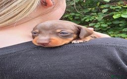 Miniature Dachshund dogs for sale: Beautiful KC registered miniature dachshund babies - Image 14