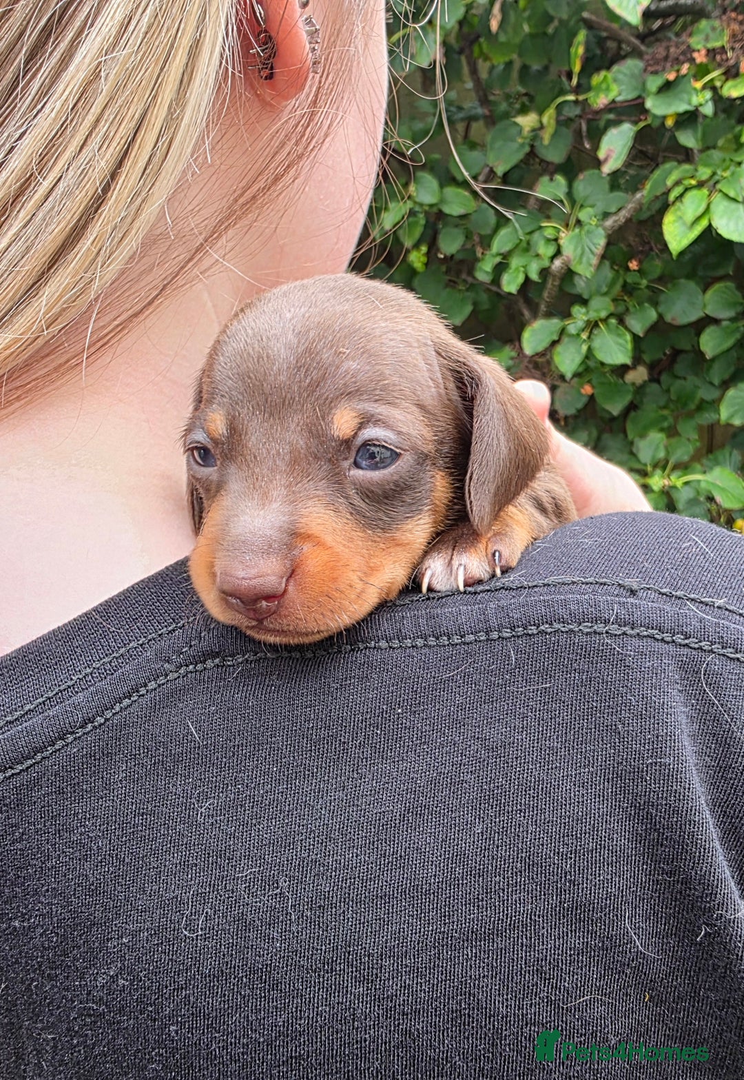Miniature Dachshund dogs for sale: Beautiful KC registered miniature dachshund babies - Image 14