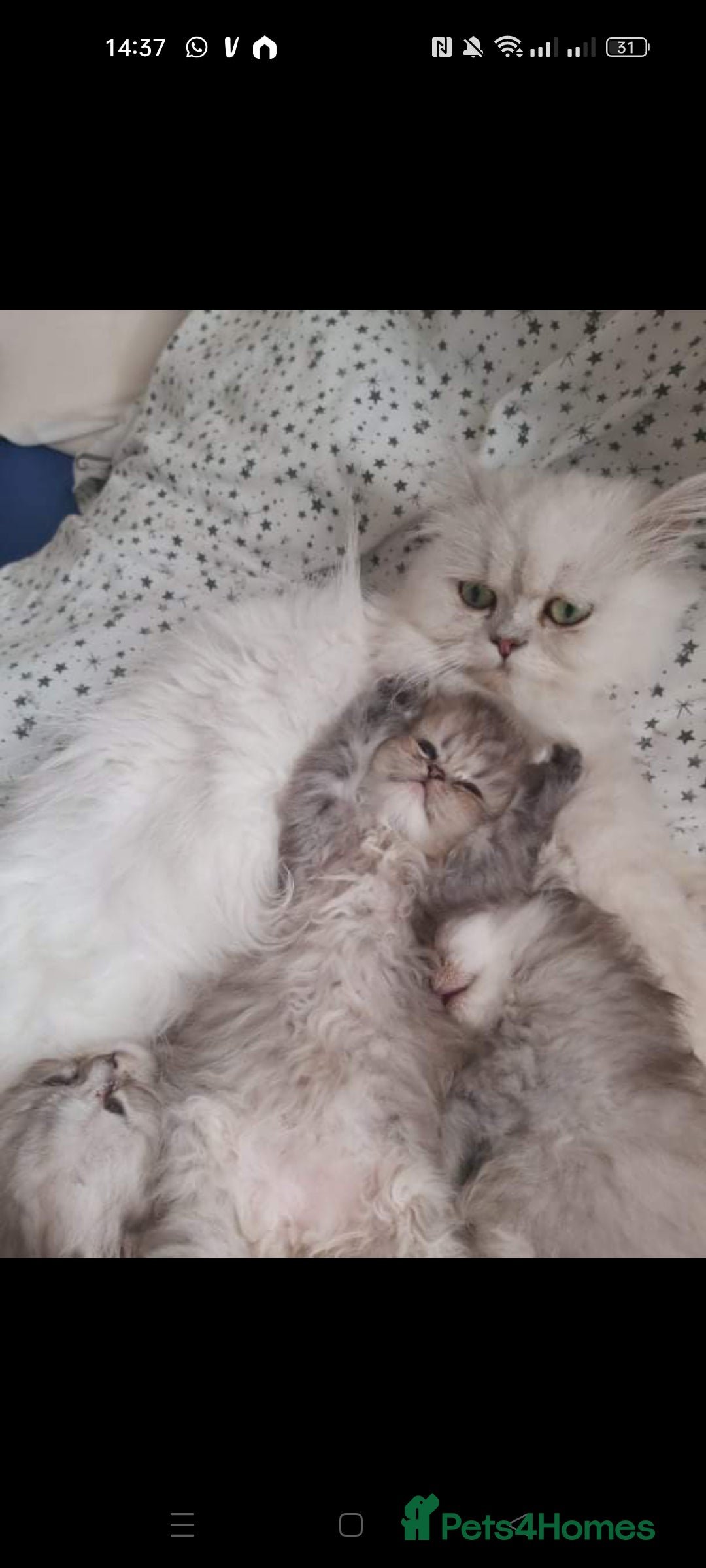 Persian cats for sale: Beautiful fluffy balls  - Advert 11