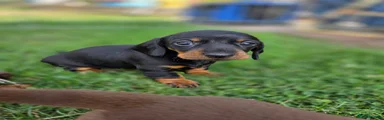 Black and tan girl no collar 