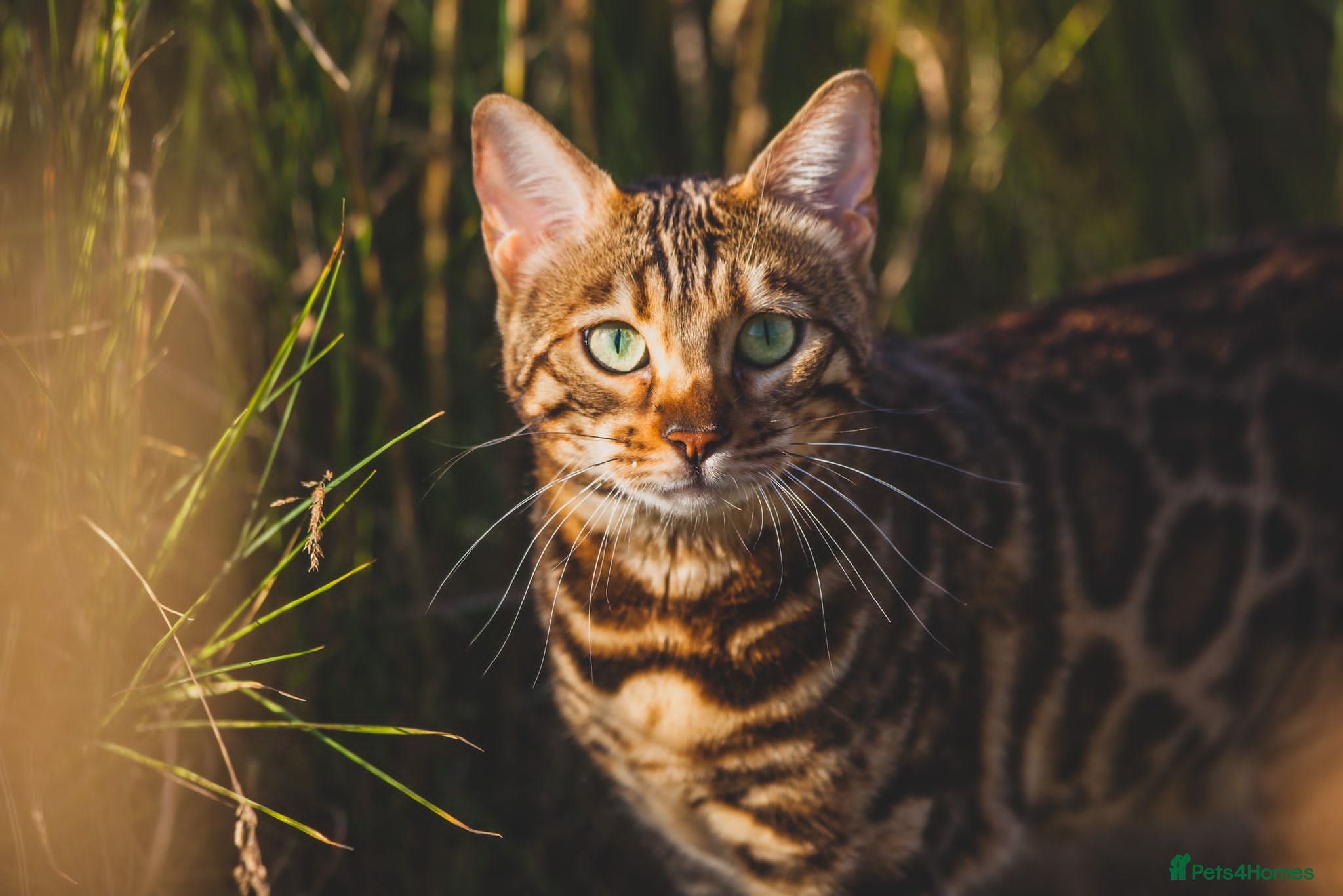 Bengal cats 2 Beautiful Bengal girls- vet owned  - Advert 13