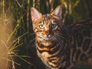 Bengal cats 2 Beautiful Bengal girls- vet owned - Advert 9