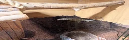 Monitor reptiles for sale: Nile monitor 8 months old  - Advert 3