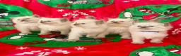 Ragdoll cats for sale: Ragdoll kittens - Advert 15