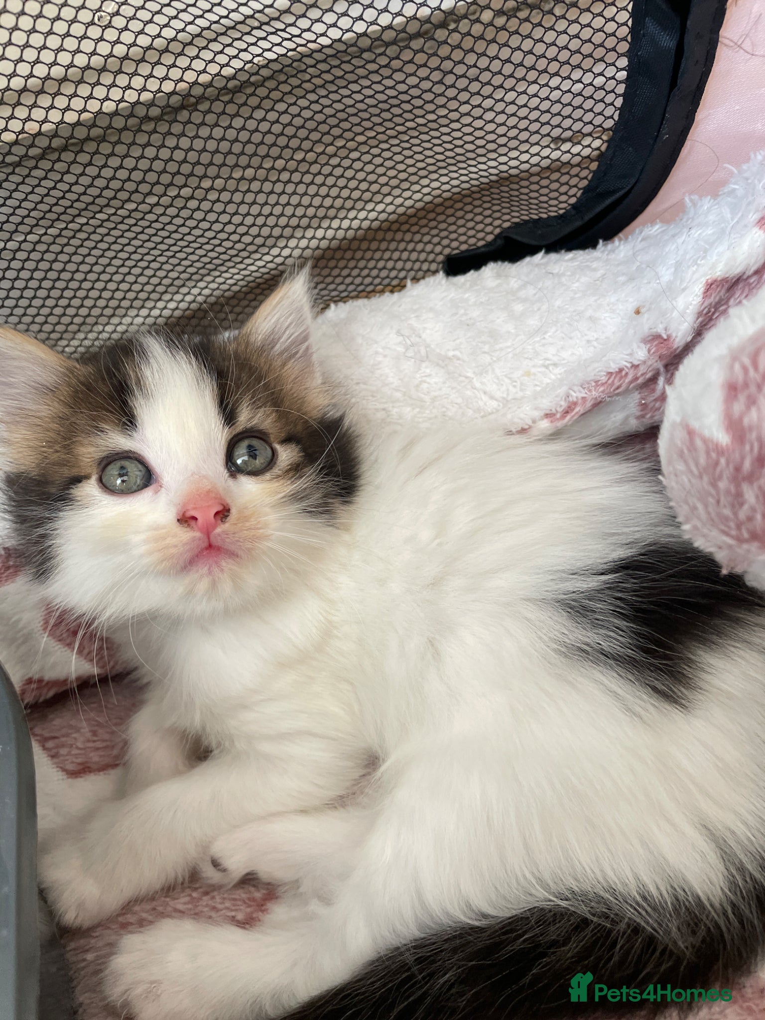 Mixed Breed cats Lil fluffies  - Advert 3