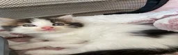 Mixed Breed cats for sale: Lil fluffies  - Advert 1