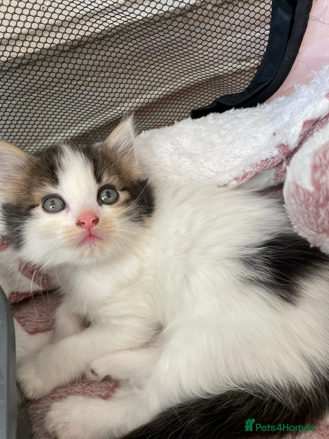 Mixed Breed cats for sale: Lil fluffies  - Advert 1