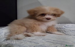 Mixed Breed dogs for sale: Maltipoo/German Spitz Cross (last puppy) - Image 4