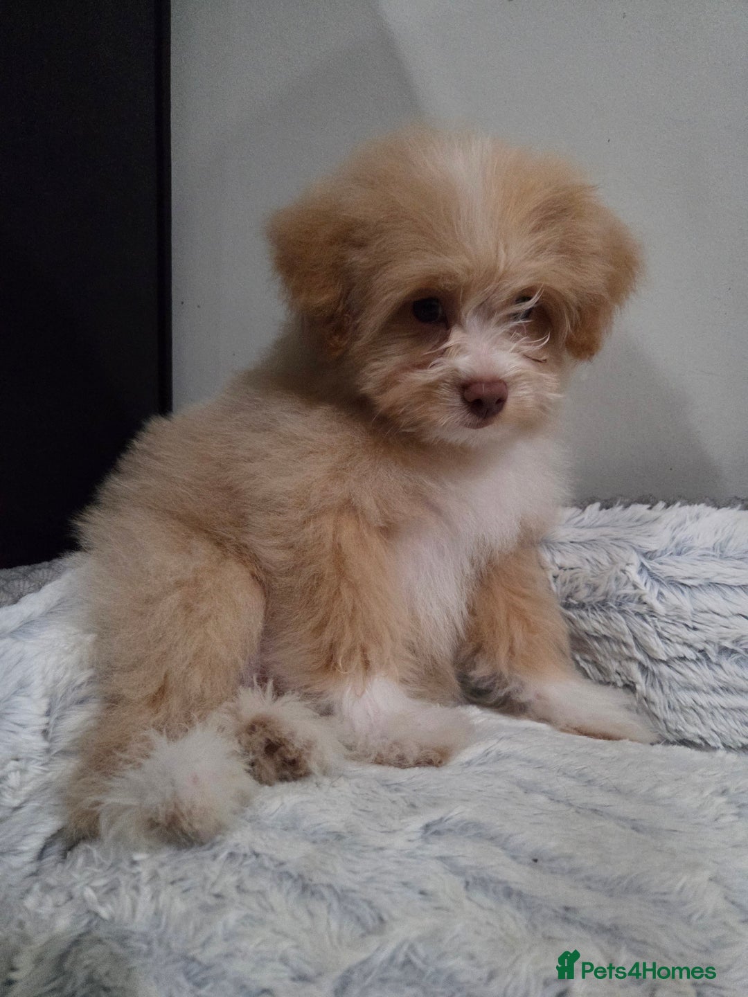 Mixed Breed dogs for sale: Maltipoo/German Spitz Cross (last puppy) - Image 4