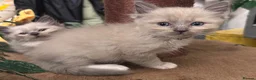 Ragdoll cats for sale: 😻 STUNNING MINK RAGDOLL KITTENS 😻 - Advert 8