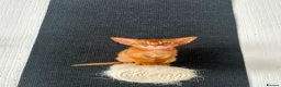 Abyssinian cats for sale: Abyssinian kittens  - Advert 5