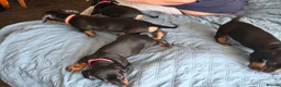 Dachshund dogs for sale: Stunning Standard Smooth hair Dachshund Puppies. - Advert 26