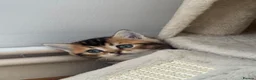 British Shorthair cats for sale: British shorthair  - Advert 9