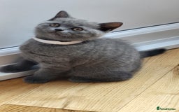 British Shorthair cats for sale: Beautifully british shorthair  kittens ready to go - Image 8