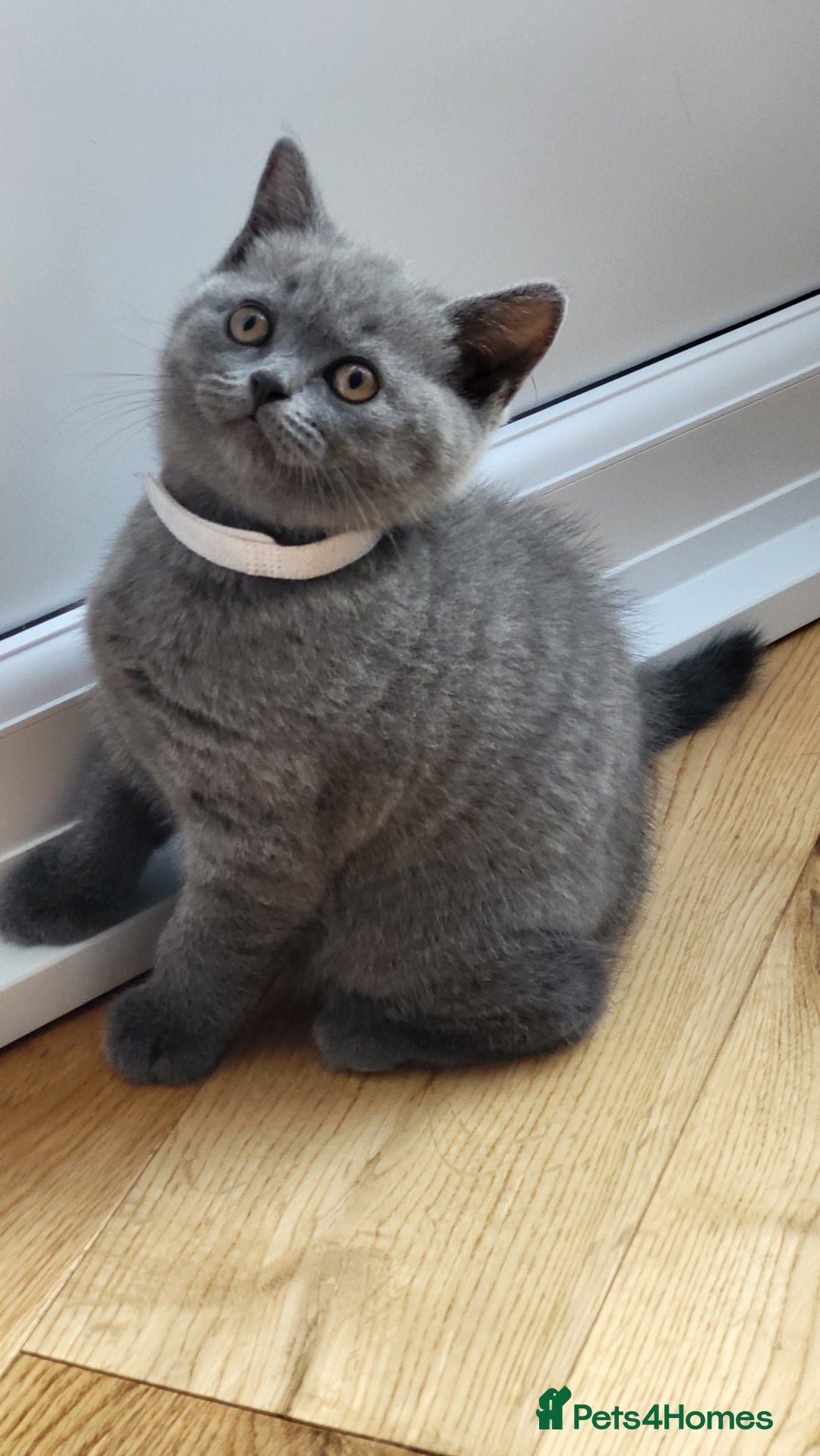 British Shorthair cats for sale: Beautifully british shorthair  kittens ready to go - Image 8