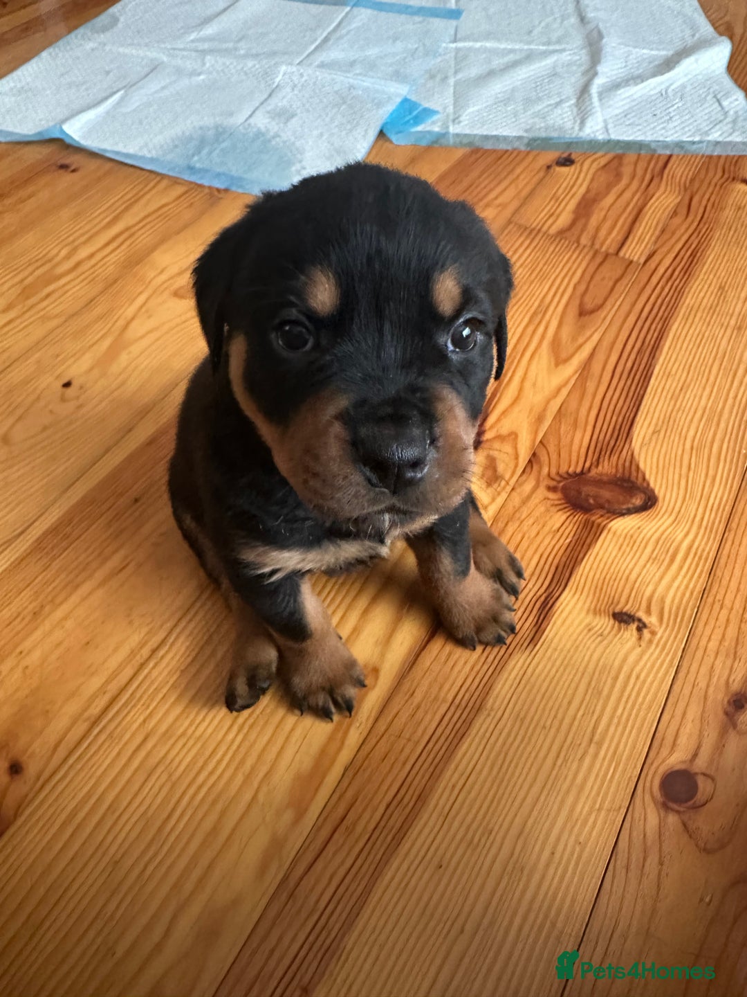 Rottweiler dogs for sale: Rottweiler puppies  - Advert 8