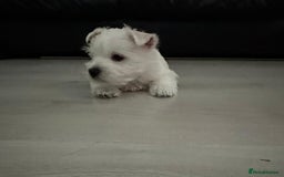 West Highland Terrier dogs for sale: West Highland White Terrier Puppies - Image 12