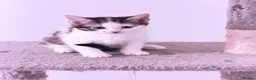 Mixed Breed cats for sale: British Tabby Kittens – Ready Now - Advert 14