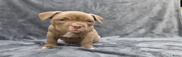 American Bully dogs for sale: Pocketbully puppy  - Advert 10