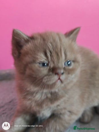 British Shorthair cats in Ormskirk - Advert 1