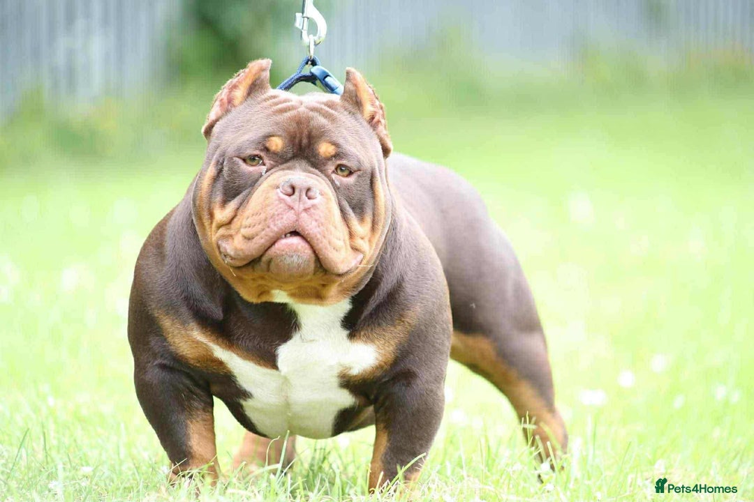 Shorty Bull dogs for sale:  Beautiful chocolate and tan Pocket bully - Image 3