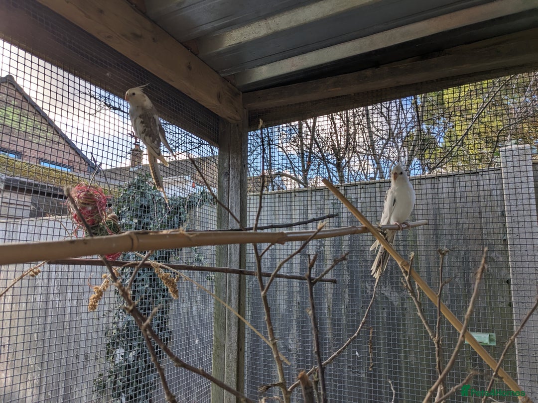 Cockatiels birds for sale: One male and one female 4 month old cockatiels. - Advert 18