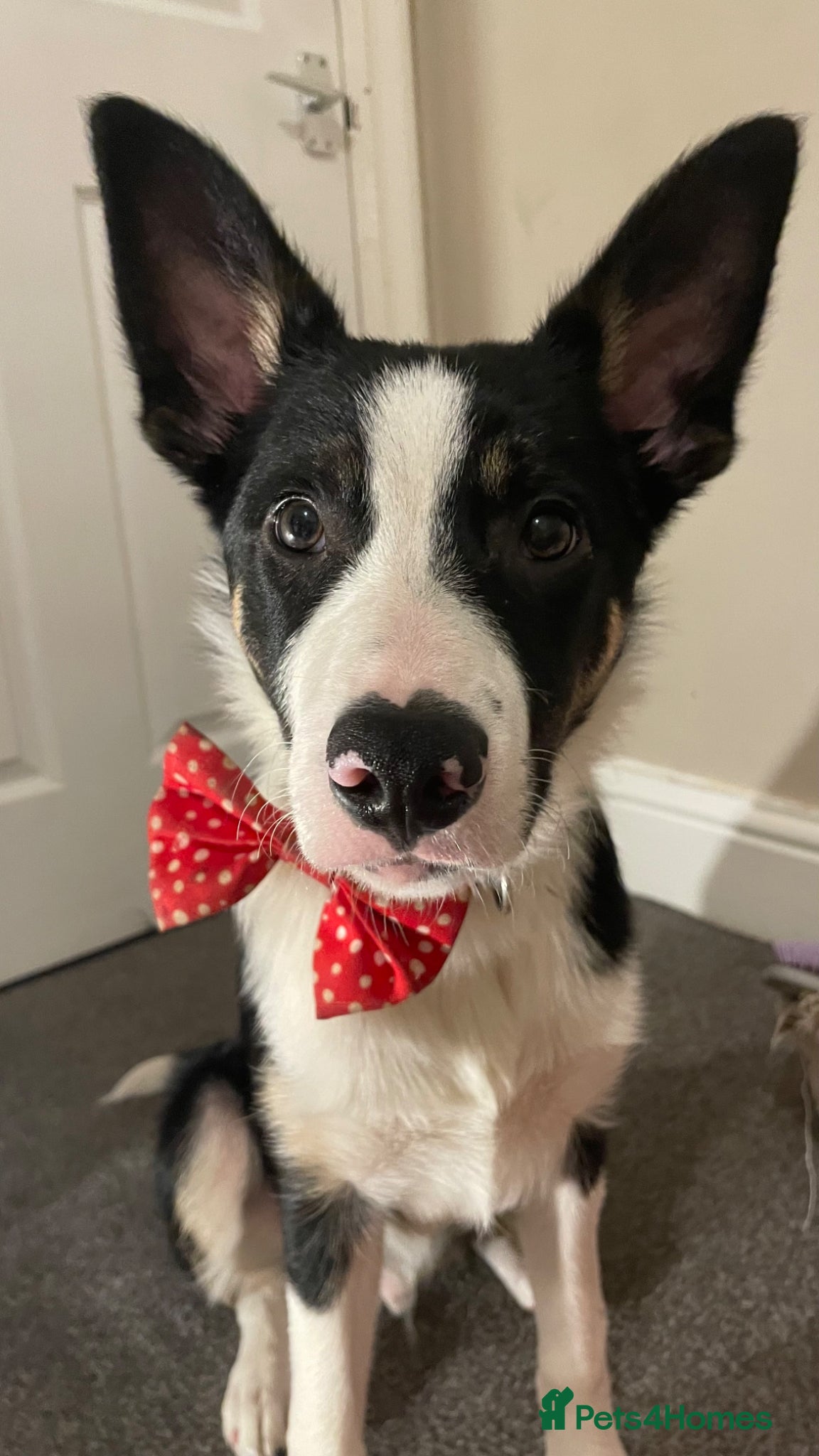 Border Collie dogs 9 month old border collie  - Advert 12