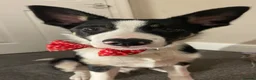 Border Collie dogs for sale: 9 month old border collie  in Nelson - Advert 1