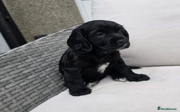 Sprocker dogs for sale: Sprocker Puppies  in Whitehaven - Image 3