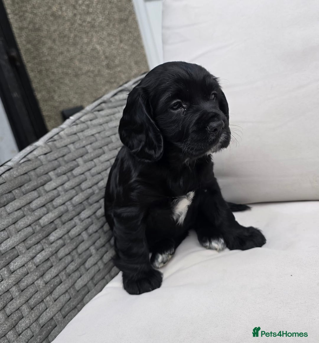 Sprocker dogs for sale: Sprocker Puppies  in Whitehaven - Image 3
