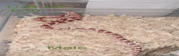 Corn Snake reptiles for sale: Baby corn snakes  - Advert 12