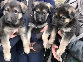 German Shepherd dogs German shepherd puppies - Advert 7