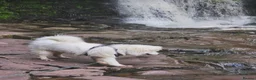 Samoyed dogs for sale: 11month old Samoyed  - Advert 1
