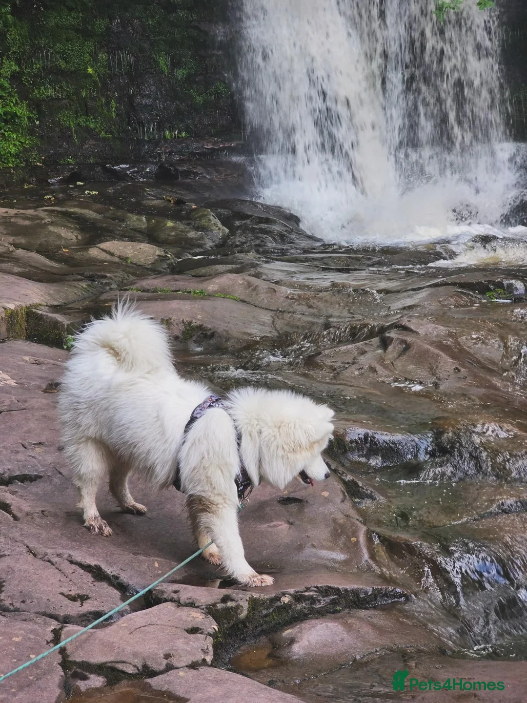 Samoyed dogs for sale: 11month old Samoyed  - Advert 1