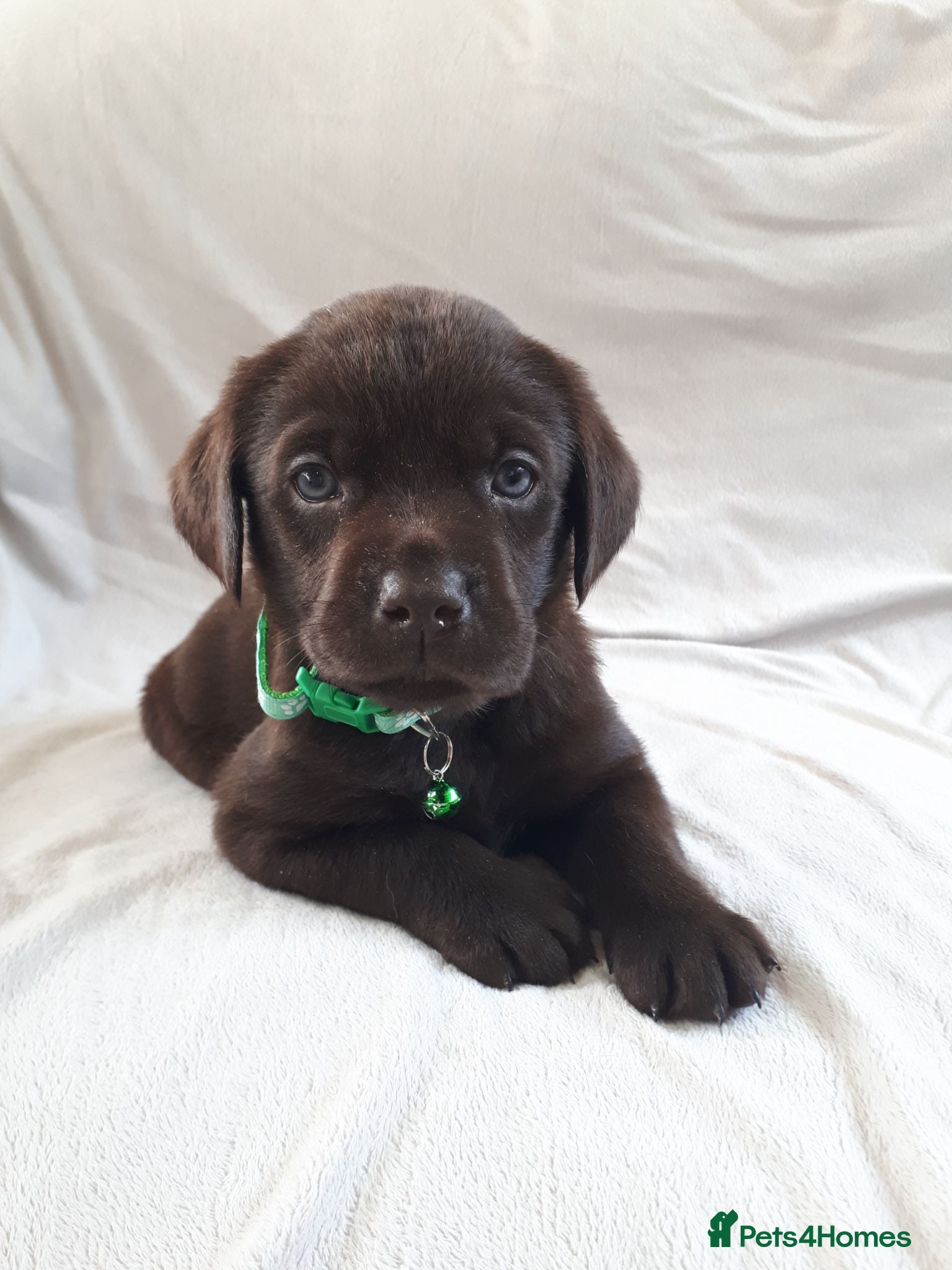Labrador Retriever dogs Super Chocolate KC Reg Pups- Health Tested Parents - Advert 1