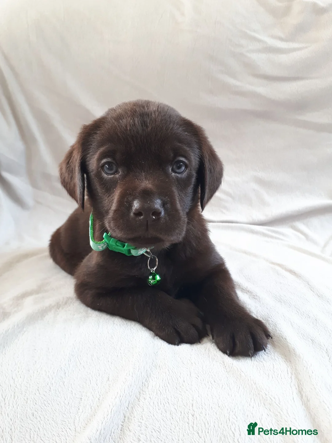 Labrador Retriever dogs for sale: Super Chocolate KC Reg Pups- Health Tested Parents - Advert 2