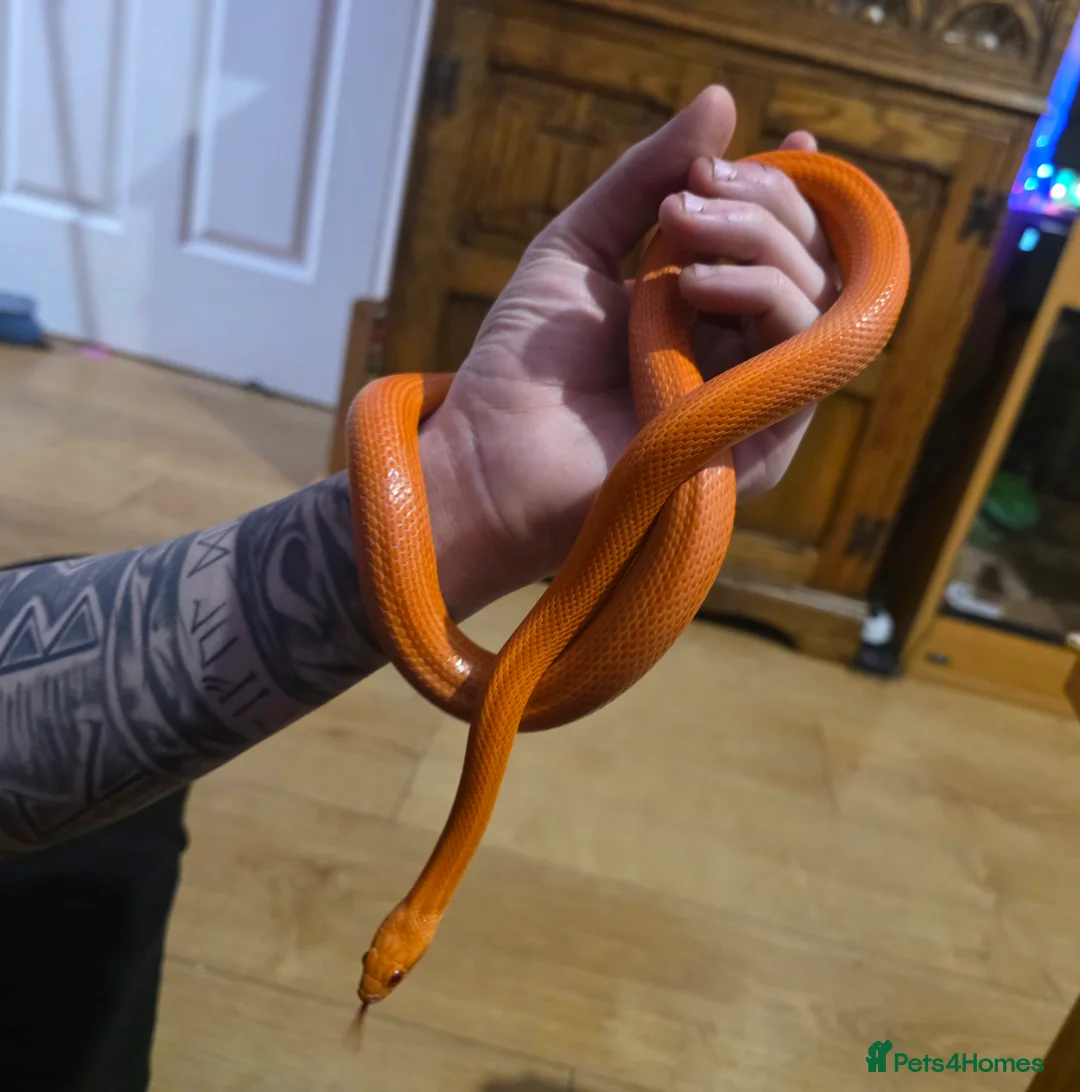 Corn Snake reptiles for sale: Pete- the Fire Stripe Cornsnake  in Nottingham - Advert 6