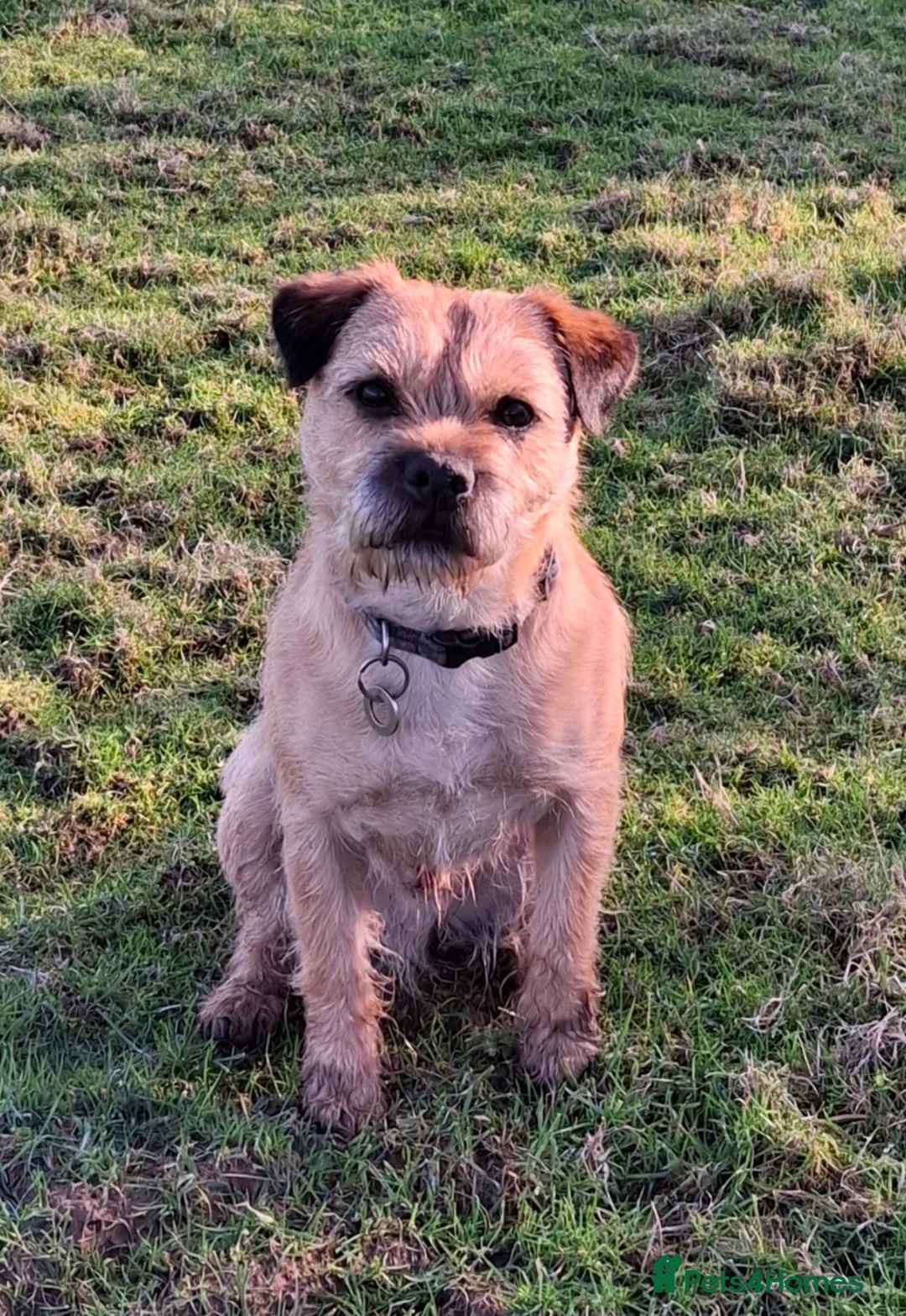 Border Terrier dogs for stud: KC Border Terrier For Stud, SLEM Clear - Advert 3