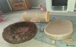 Exotic cats for sale: Persian c british shorthair  - Image 4