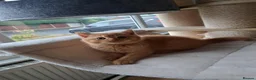 British Shorthair cats for sale: Top Quality purebreed BSH kittens - Advert 13