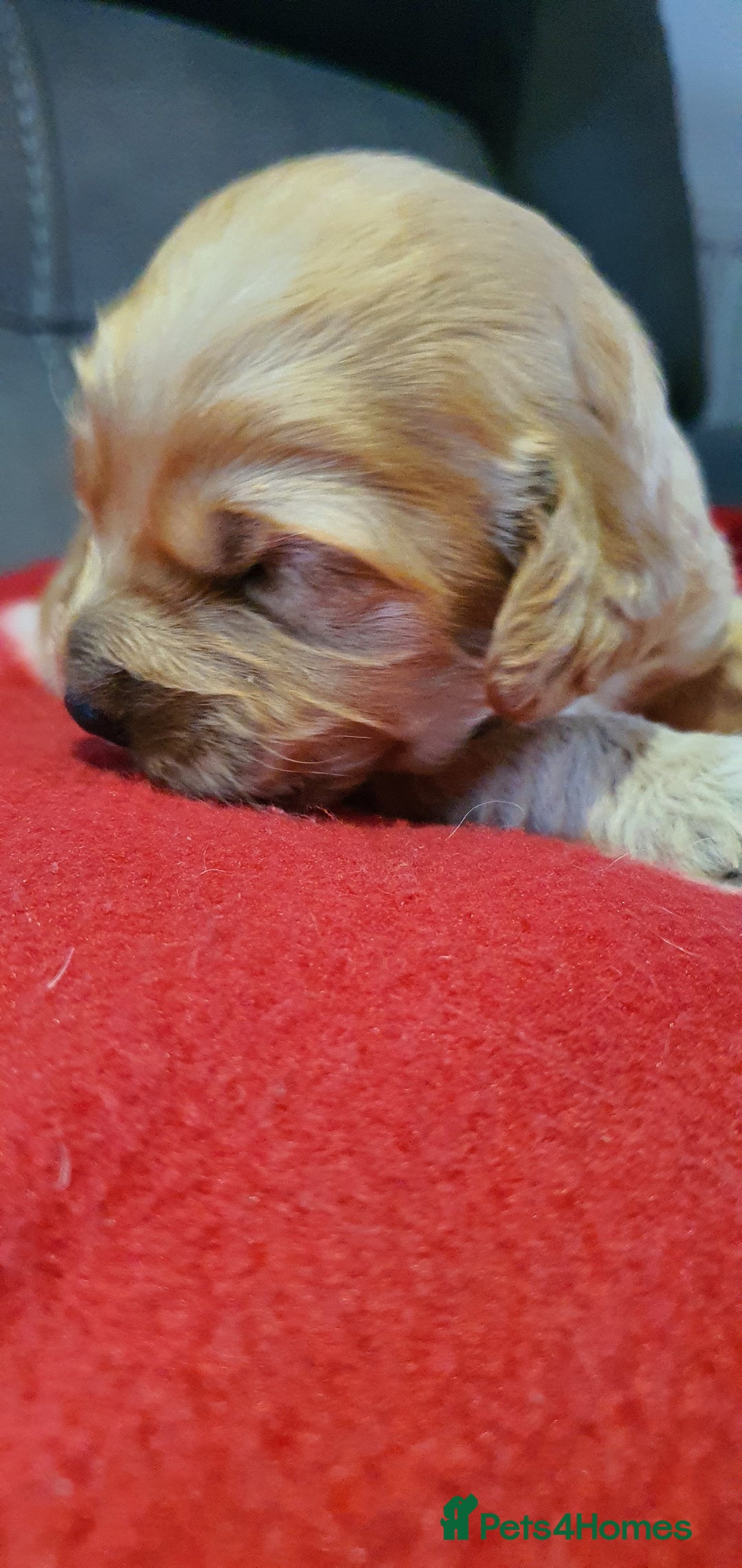 Cockapoo dogs for sale: F1 Cockapoos - Image 5