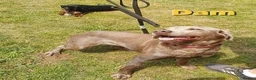 Labrador Retriever dogs for sale: Beautiful KC Silver Labradors  - Advert 13