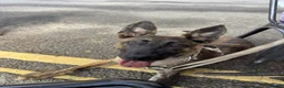 Belgian Shepherd Dog dogs for sale: Belgian Malinois / Dutch Herder Girl rehome - Advert 3