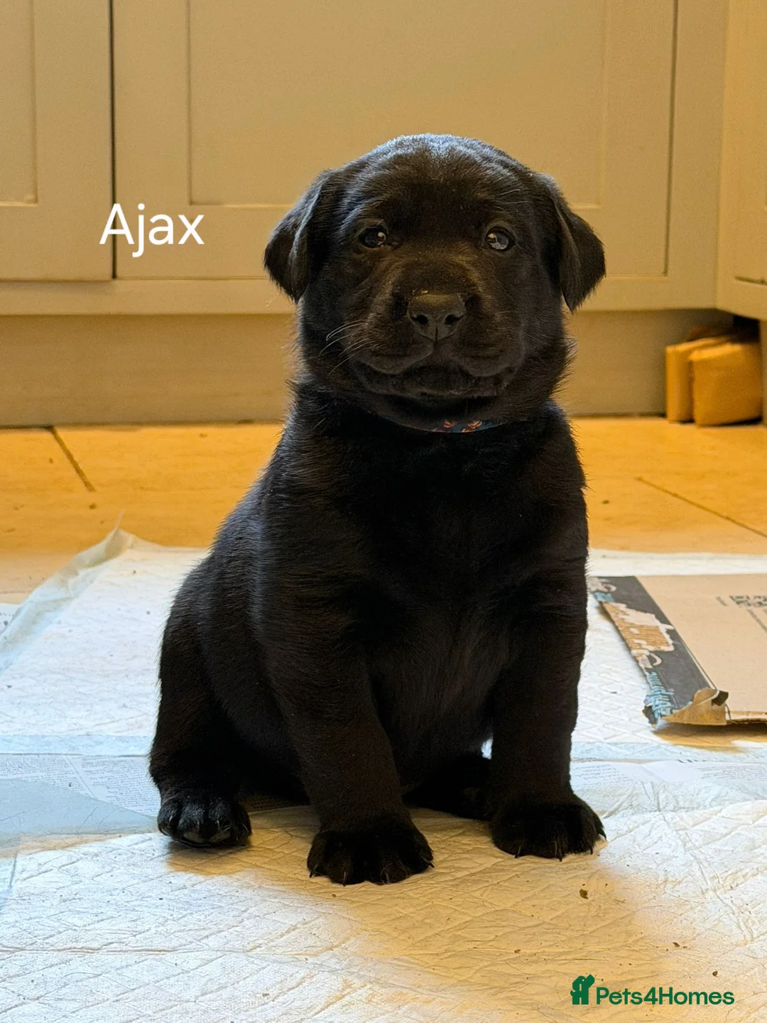 Labrador Retriever dogs for sale: 8 beautiful chunky black KC registered puppies - Advert 36