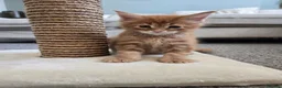Maine Coon cats for sale: Red Tabby Maine Coons  - Advert 17