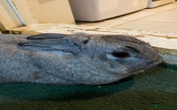 Mixed Breed rabbits for sale: Adorable Grey Male Bunny For Sale! - Image 4