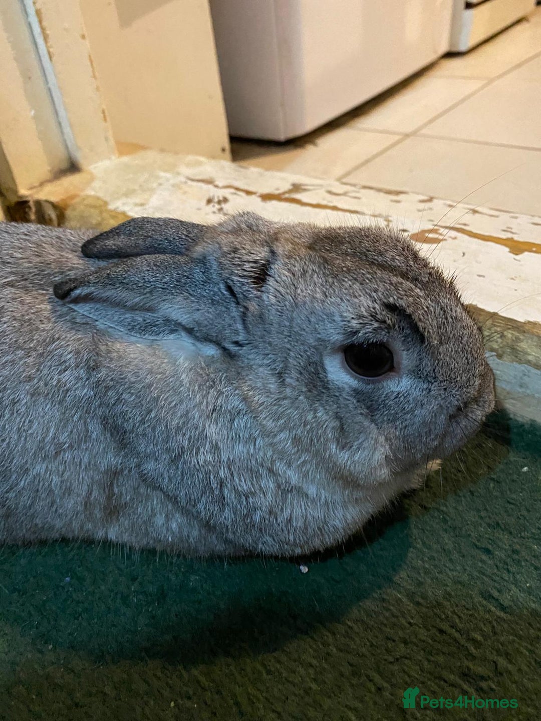 Mixed Breed rabbits for sale: Adorable Grey Male Bunny For Sale! - Image 4