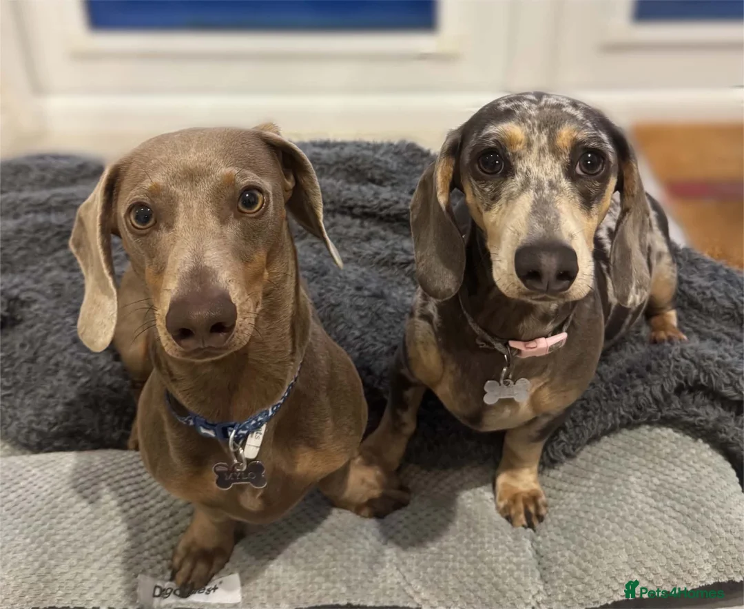 Miniature Dachshund dogs for sale: Miniature dachshund puppy 'male only' - Advert 4